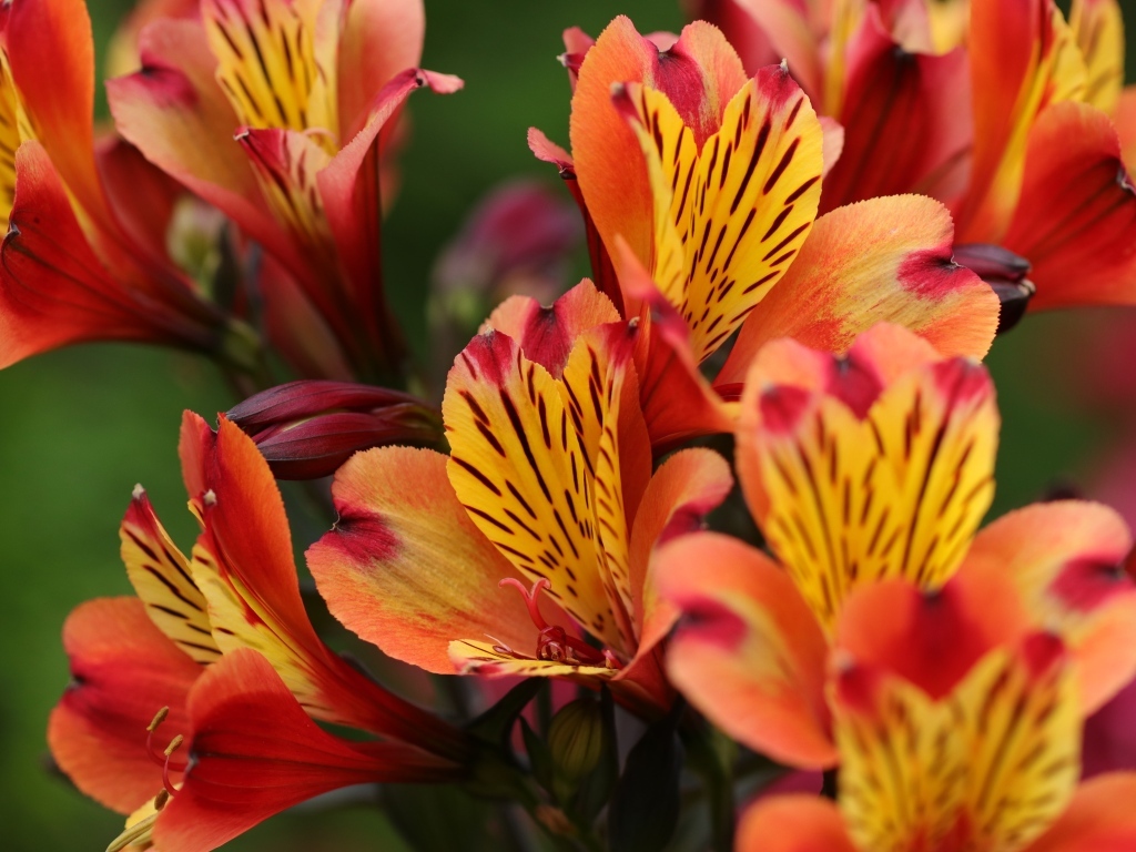 Оранжевые цветы альстромерии крупным планом