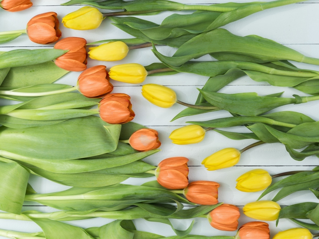 Оранжевые и желтые тюльпаны на столе