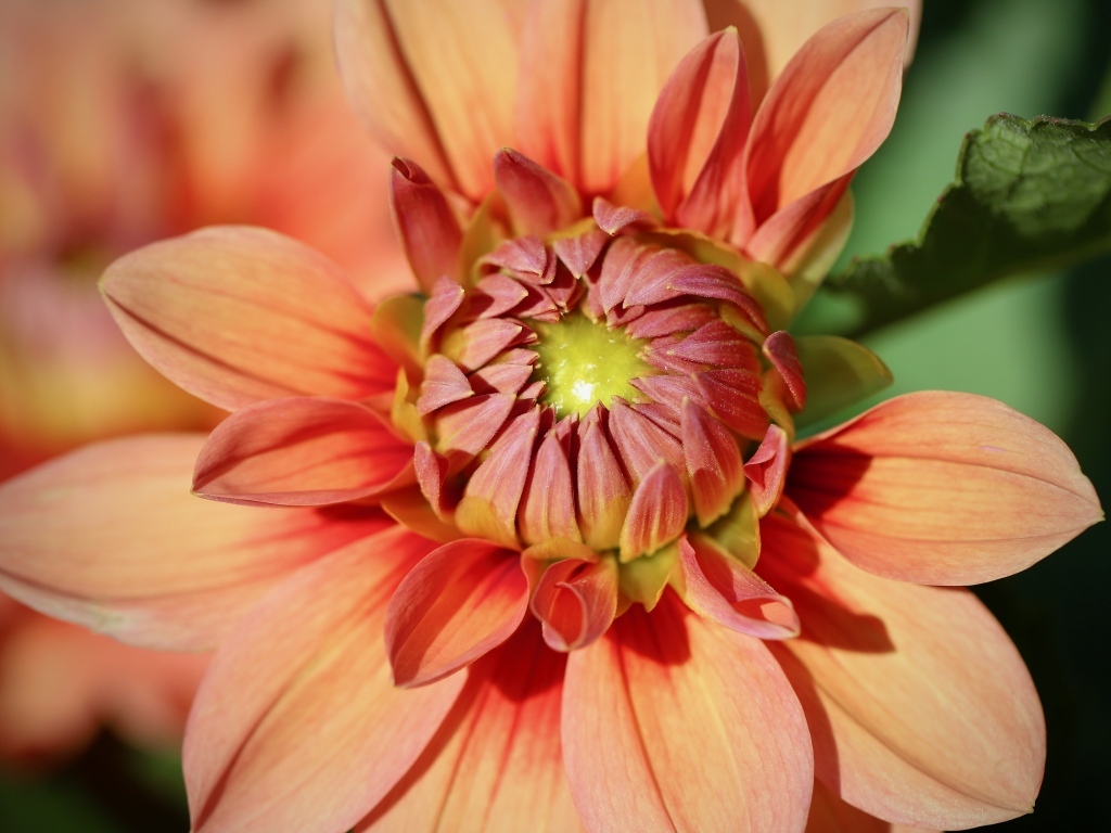 Оранжевый распускающийся цветок георгина