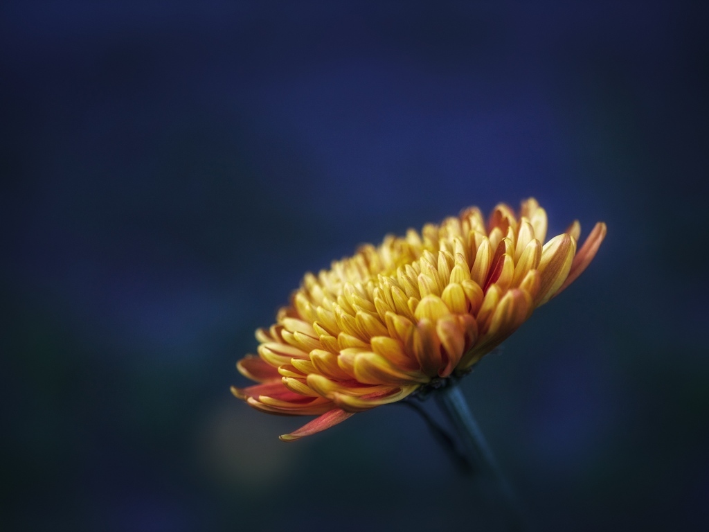 Оранжевый цветок хризантемы вблизи