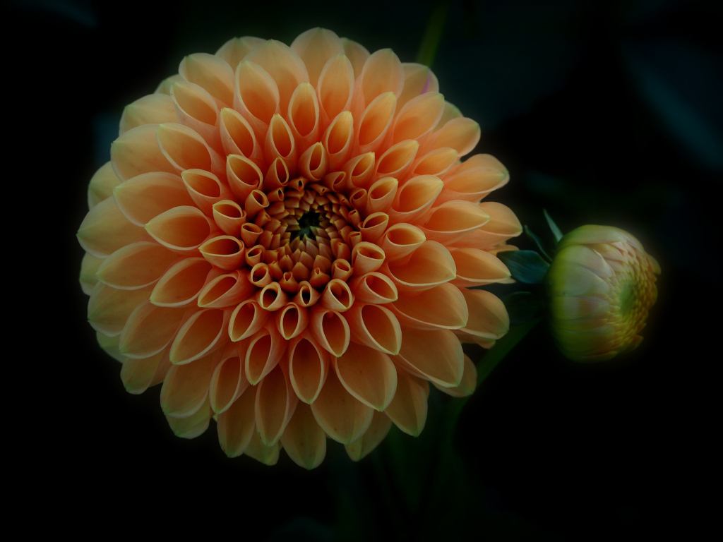 Оранжевый цветок георгина с бутоном на черном фоне