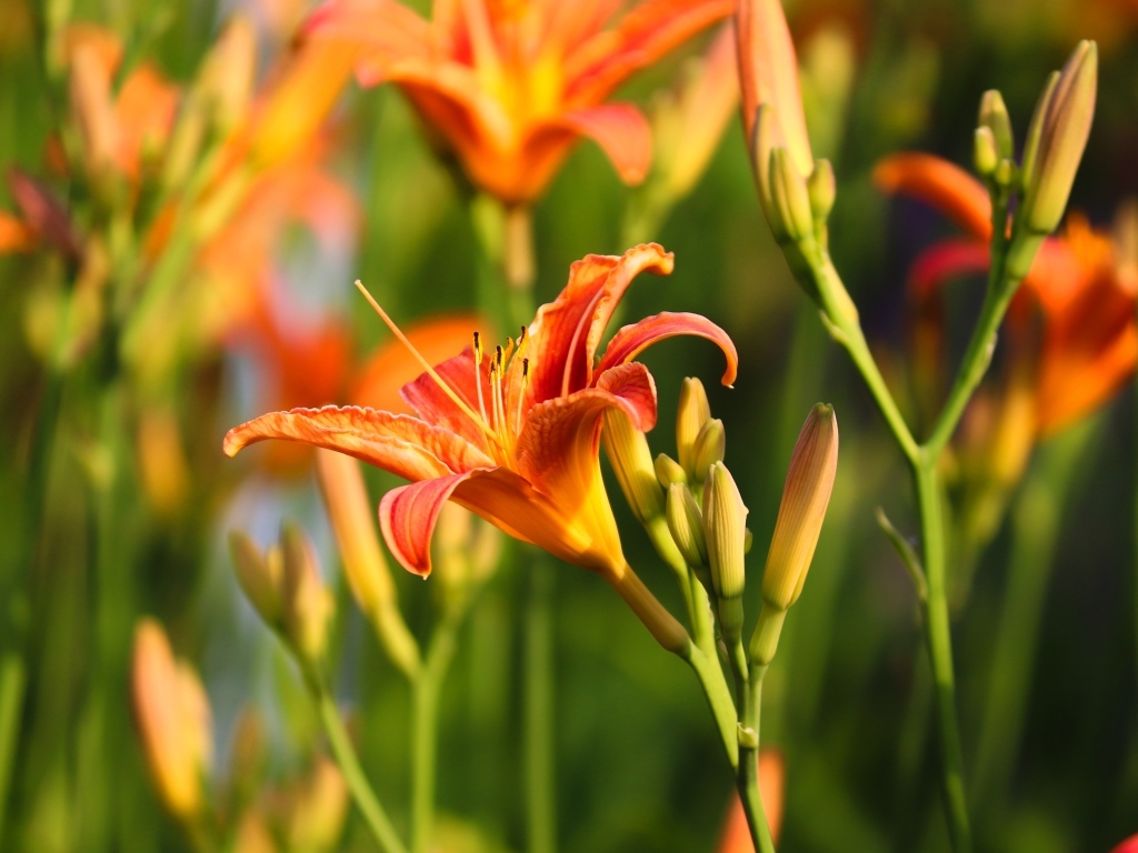 Оранжевые цветы лилейник с бутонами в лучах солнца