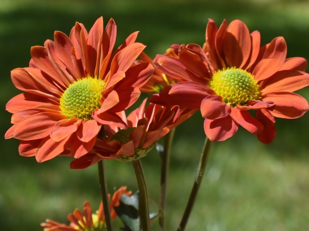 Оранжевые садовые цветы вблизи