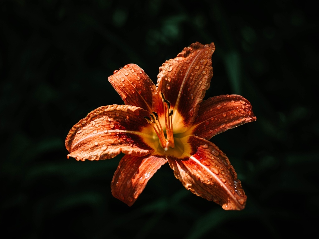 Оранжевая лилия в каплях росы на черном фоне