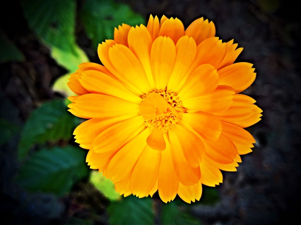 Оранжевый цветок календулы крупным планом