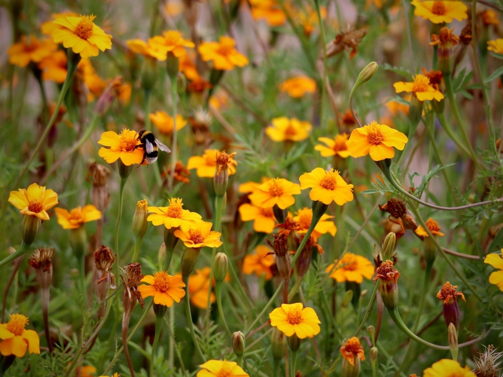 Оранжевые цветы бархатцы на клумбе