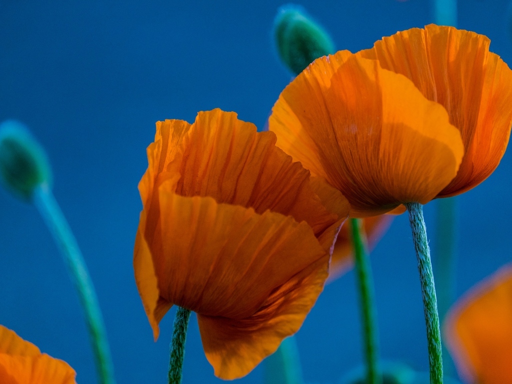 Оранжевые маки на голубом фоне