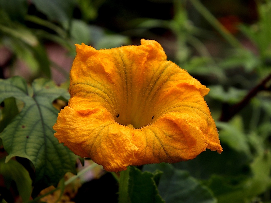Оранжевый цветок тыквы на грядке