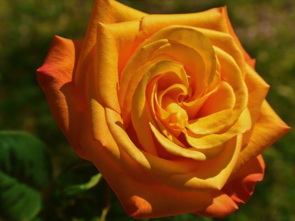 Оранжевая чайная роза на клумбе