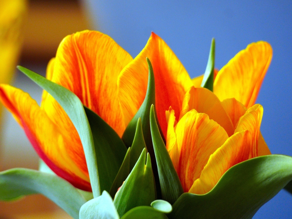 Оранжевые тюльпаны с зелеными листьями крупным планом