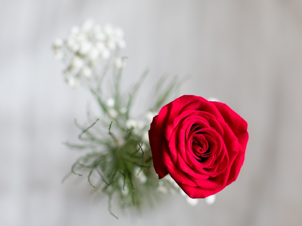 Фото красной розы сверху