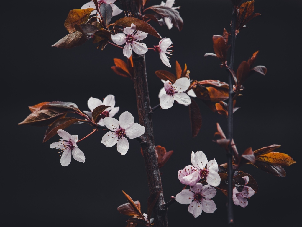 Розовые цветы абрикоса на ветках