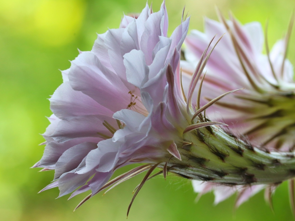 Розовый красивый цветок кактуса эхинопсис
