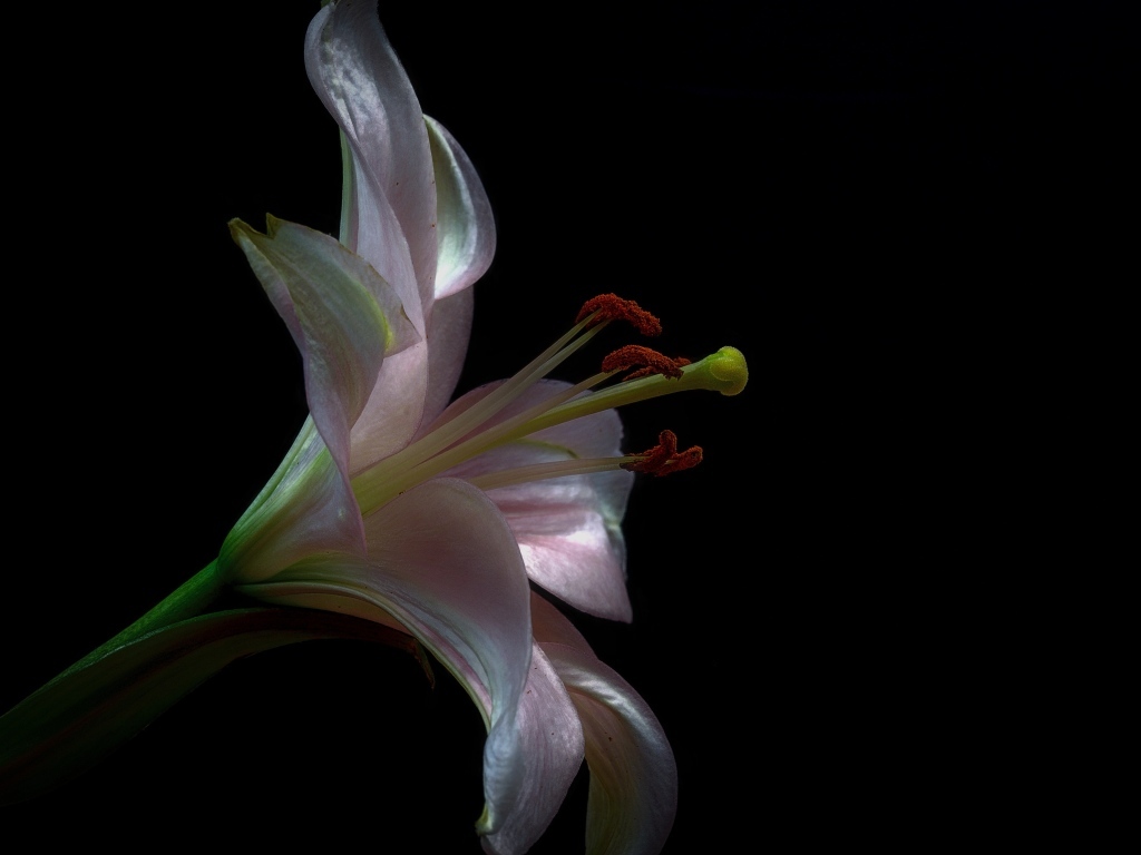 Розовая красивая лилия на черном фоне