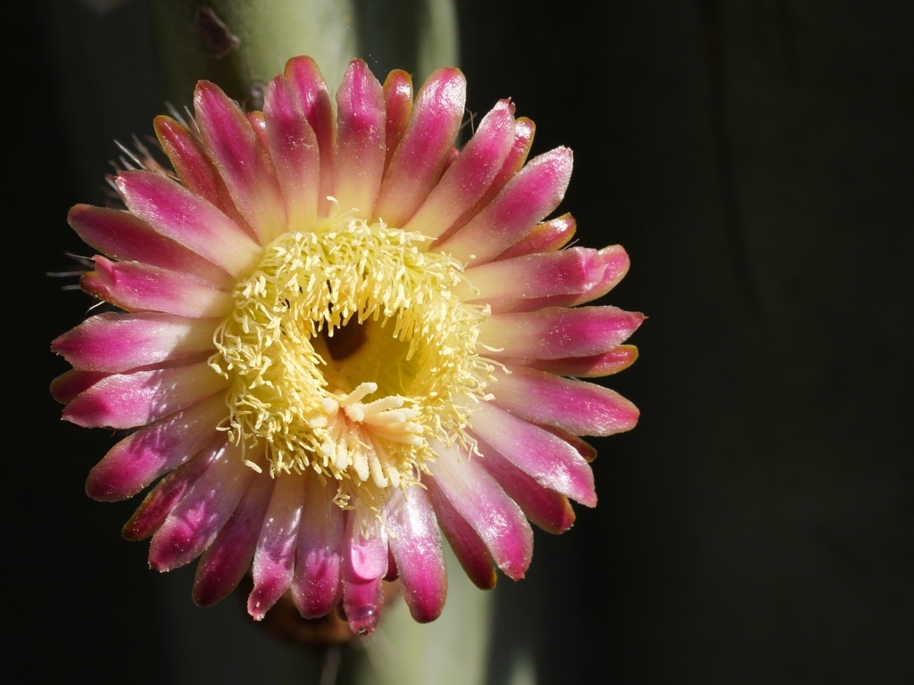 Розовый цветок кактуса на черном фоне