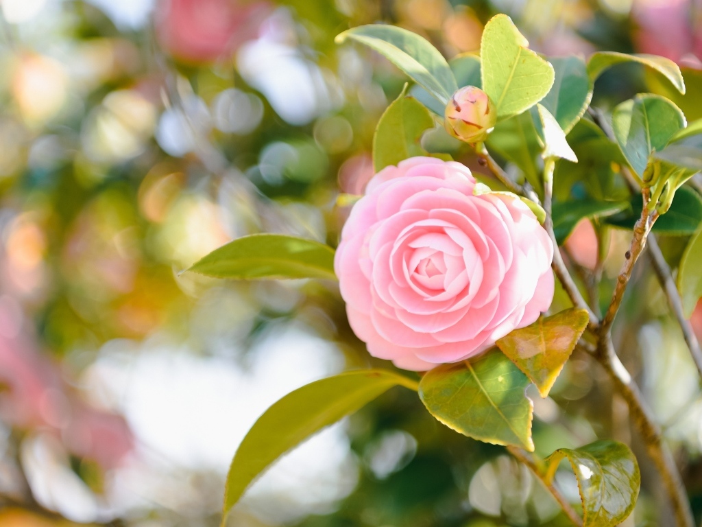 Розовый цветок камелии в лучах солнца на ветке