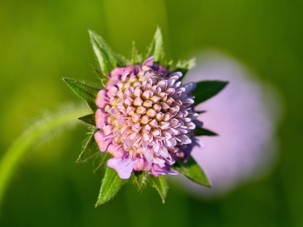 Розовый цветок клевера крупным планом