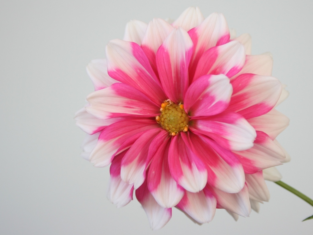 Розовый цветок георгина на сером фоне