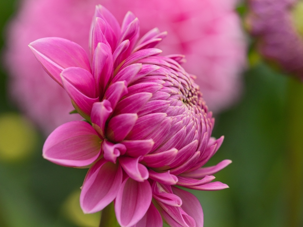 Розовый цветок георгина вид сбоку