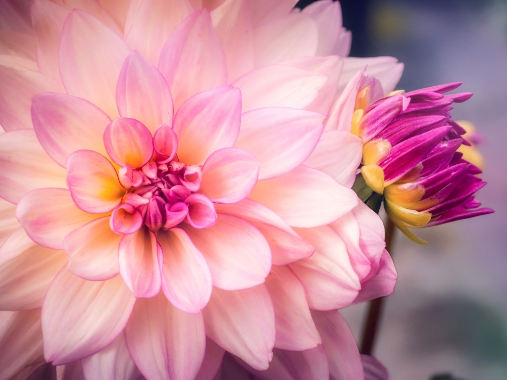 Розовый цветок георгина с бутоном вблизи