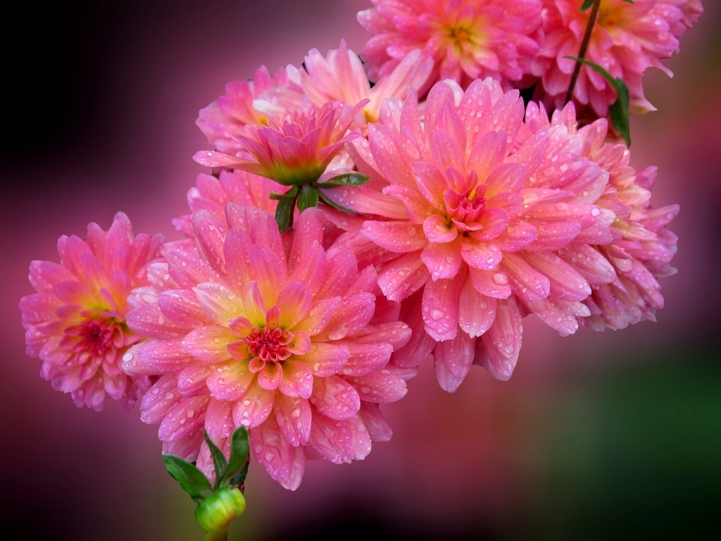 Розовые цветы георгина в каплях росы