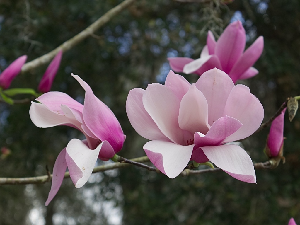 Розовые нежные цветы магнолии на ветке