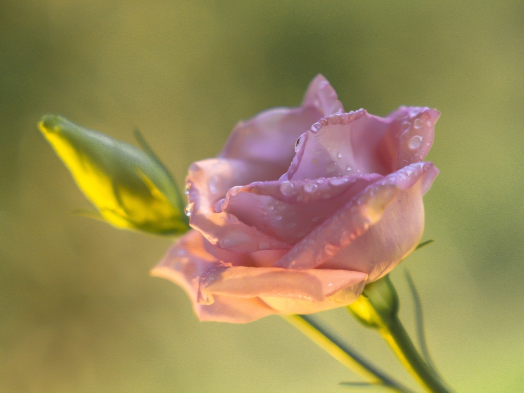 Розовый цветок эустомы с бутоном