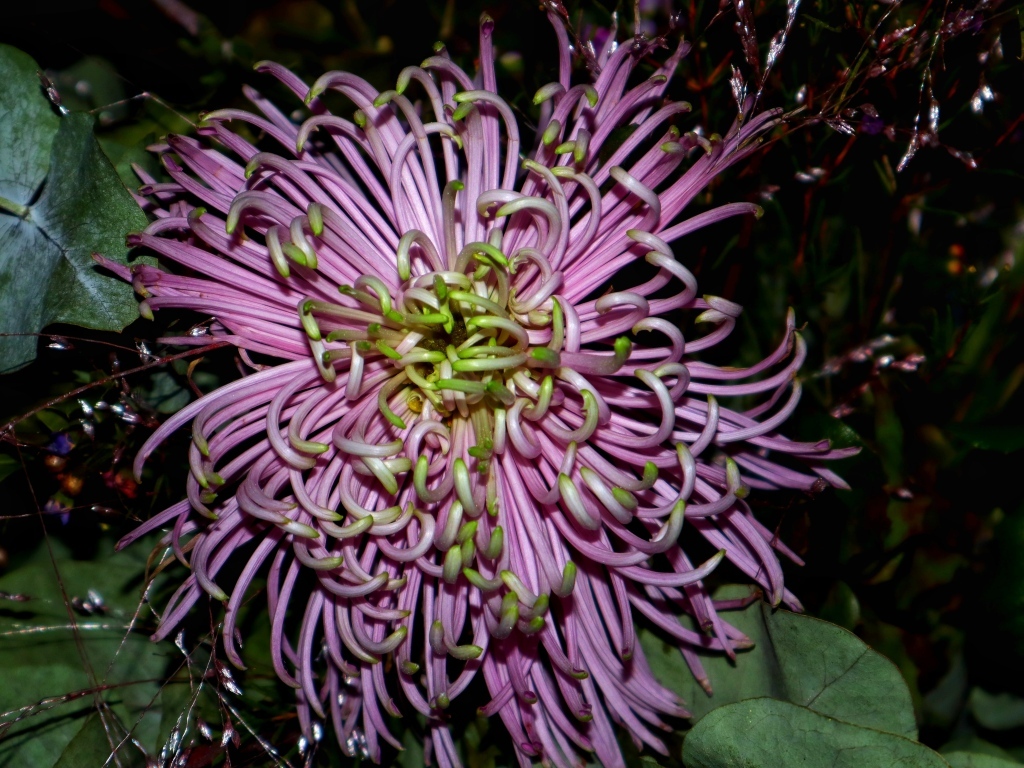 Розовый экзотический цветок крупным планом