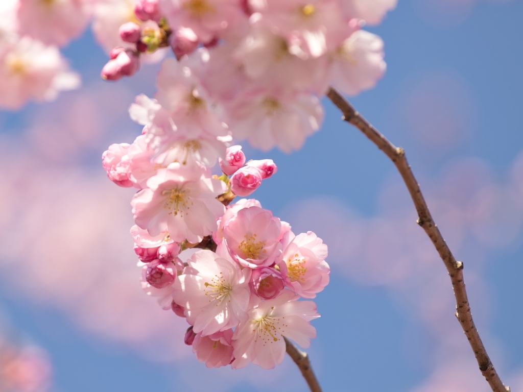 Розовые цветы на ветке на фоне голубого неба весной