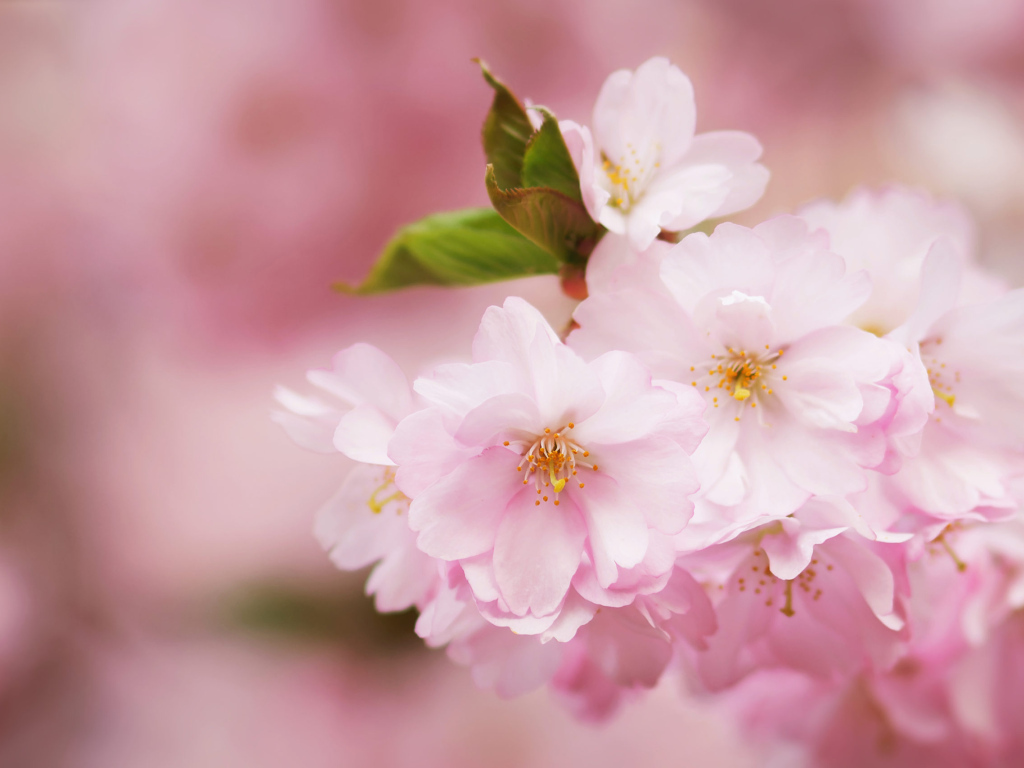 Розовые цветы на ветке с зелеными листьями весной