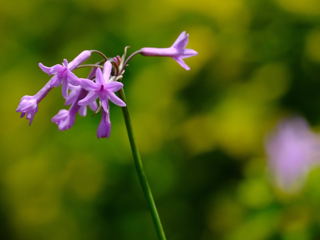 Розовые цветы на ветке растения крупным планом