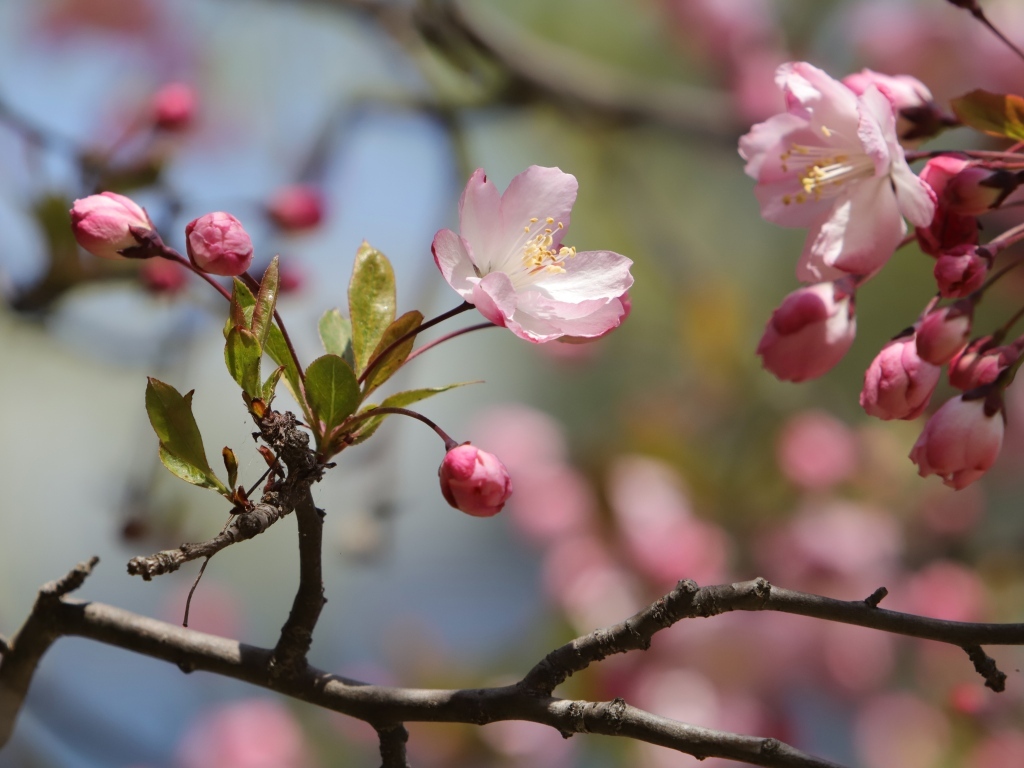 Розовые цветы на ожившем весеннем дереве