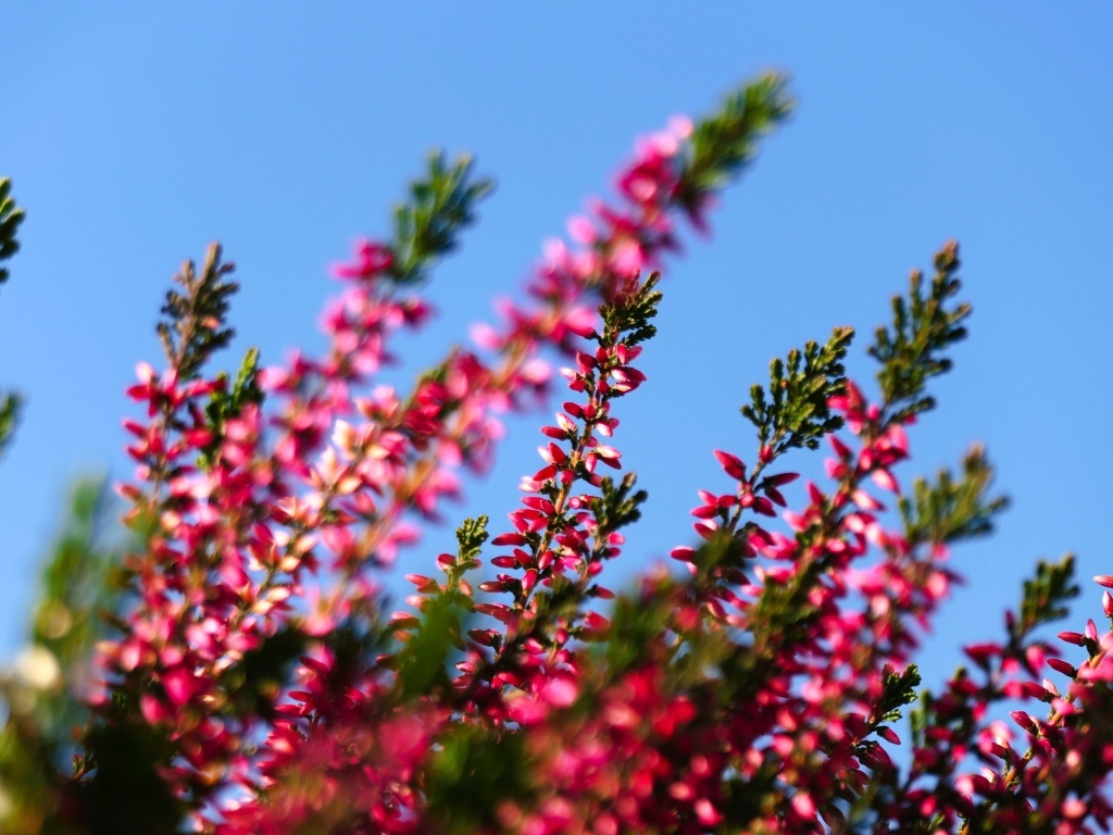 Розовый вереск на фоне голубого неба