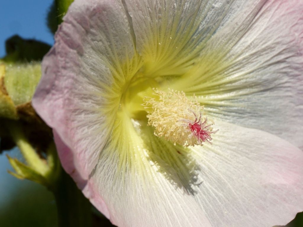 Розовый цветок гибискуса крупным планом