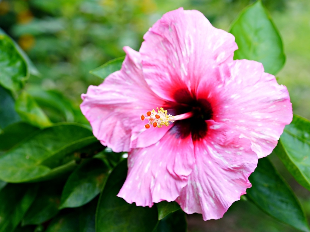 Розовый гибискус с зелеными листьями крупным планом