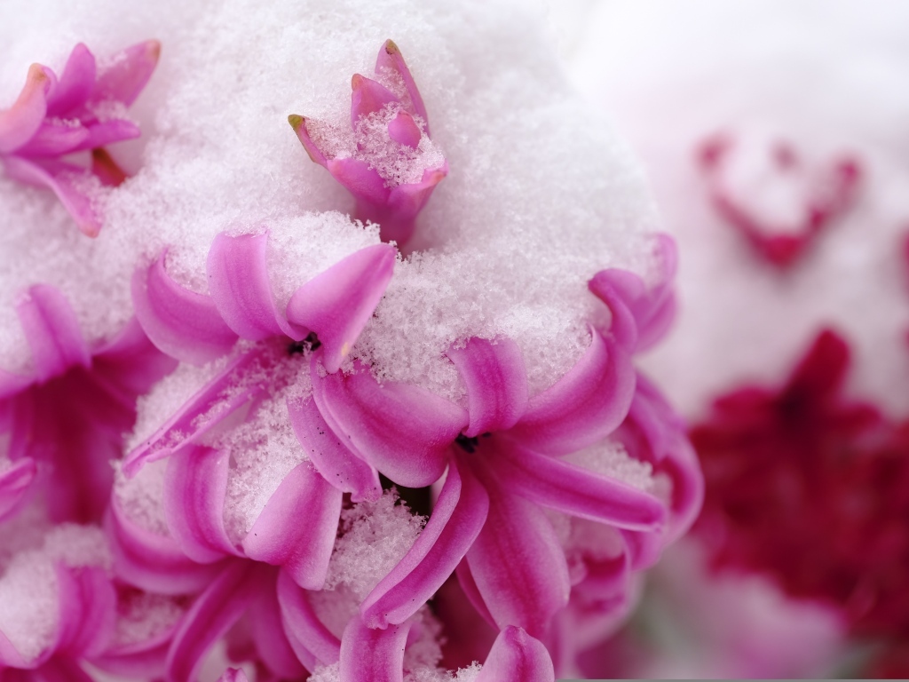 Розовые цветы гиацинта в снегу