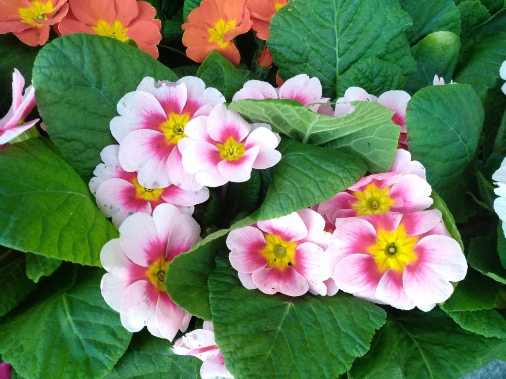 Розовый комнатный цветок примула с зелеными листьями