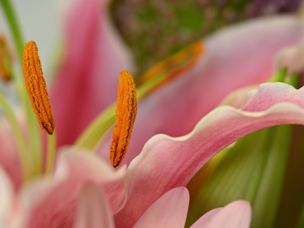 Розовая лилия с крупными  тычинками