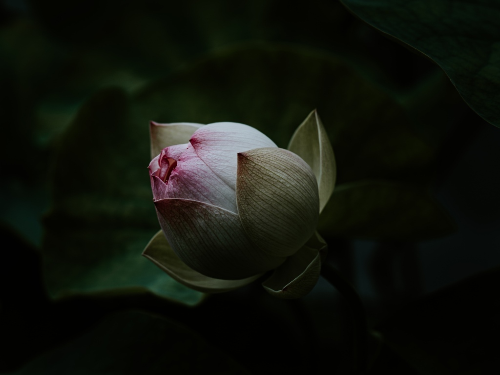 Бутон розового цветка лотоса крупным планом