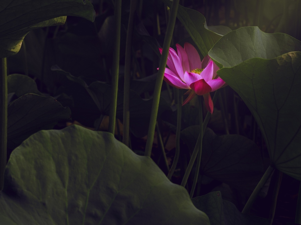 Розовый цветок лотоса спрятан в листьях