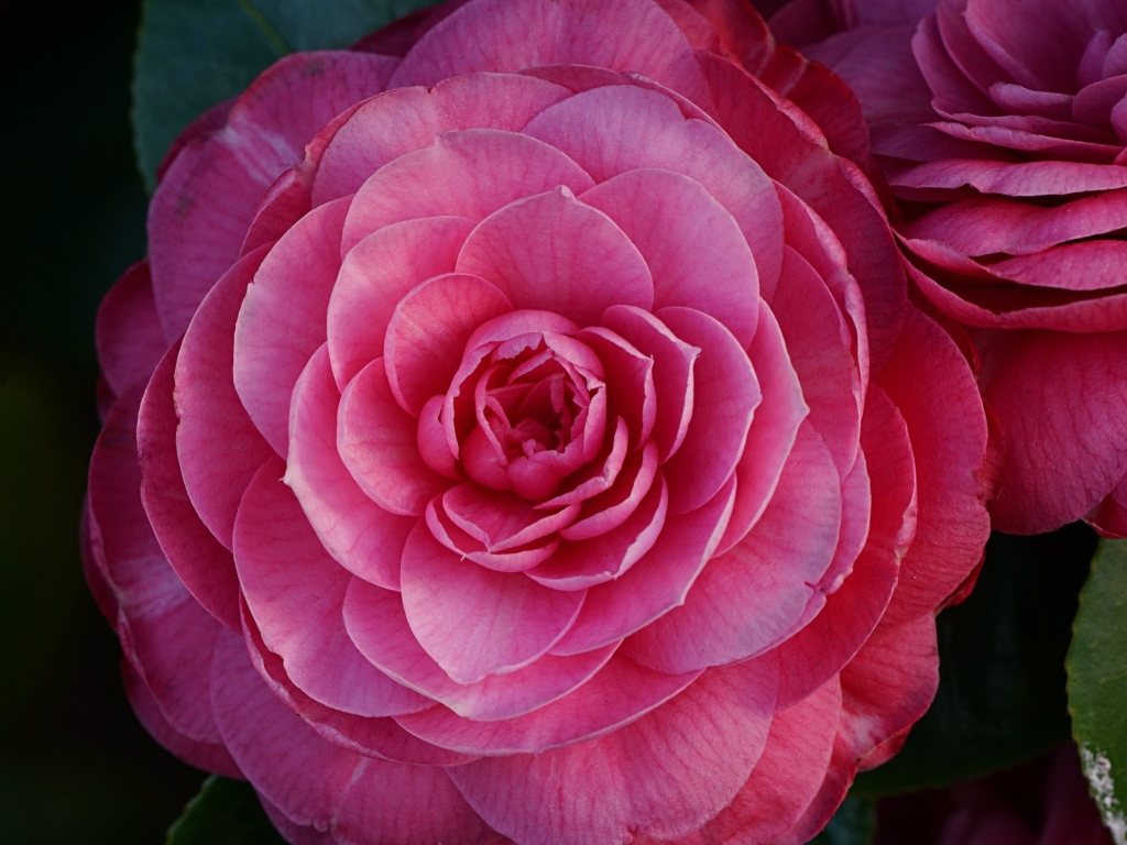 Розовый пышный цветок камелия