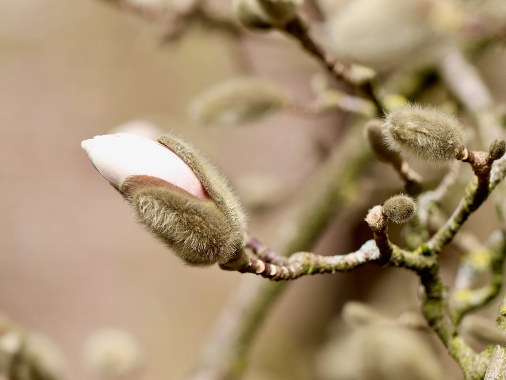 Розовый цветок магнолии распускается на ветке