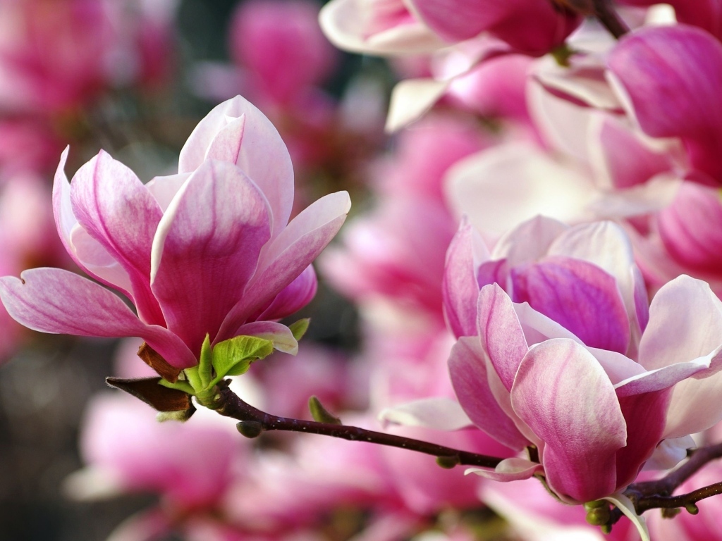 Розовые цветы  магнолии на ветке