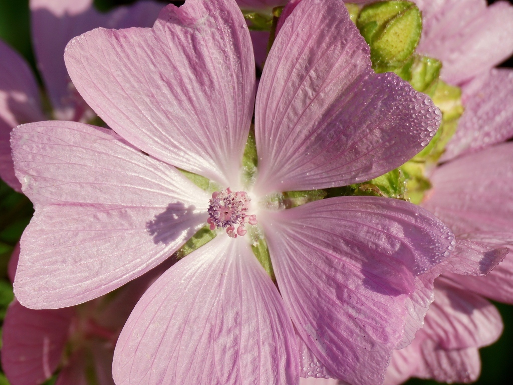 Розовый цветок мальва крупным планом