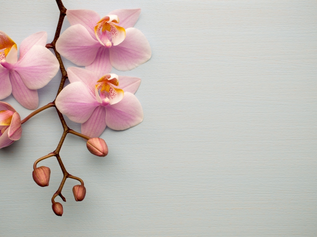 Розовые цветы орхидеи с бутонами на сером фоне