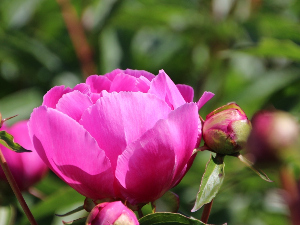 Розовые пионы с бутонами на клумбе