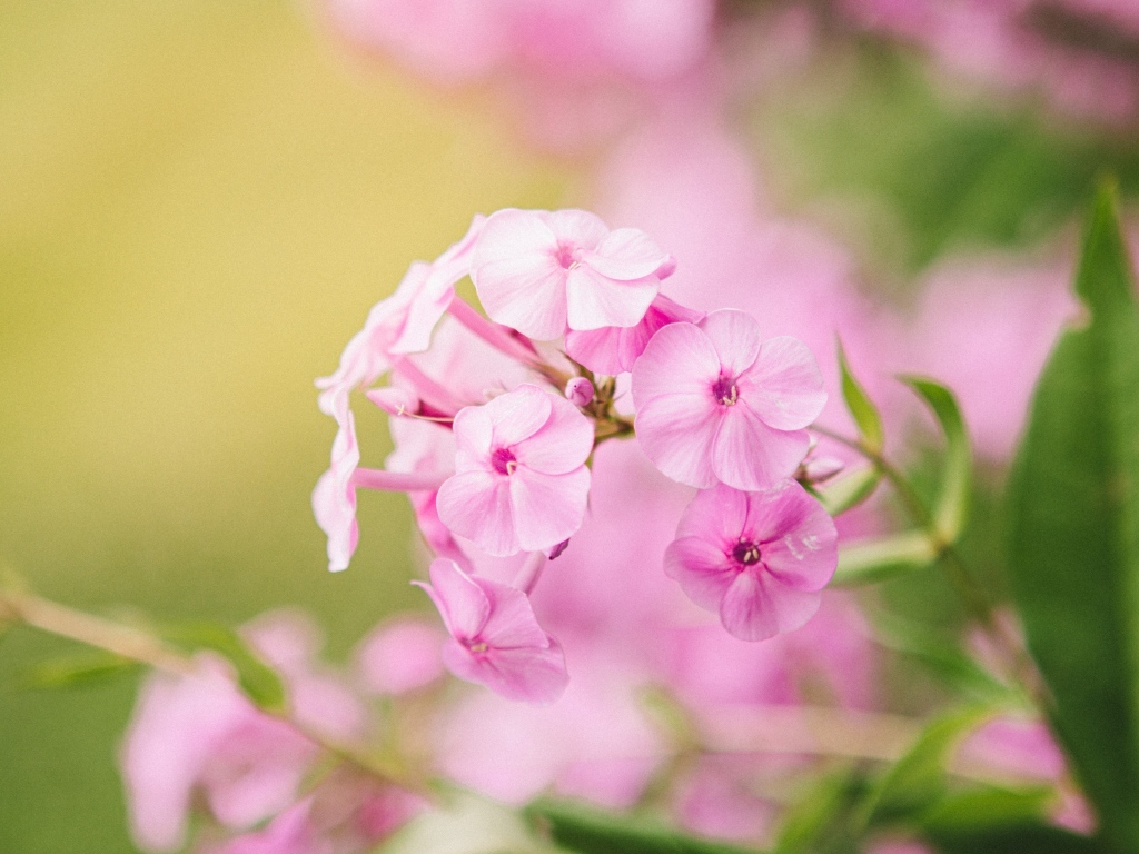 Розовые цветы флокса крупным планом