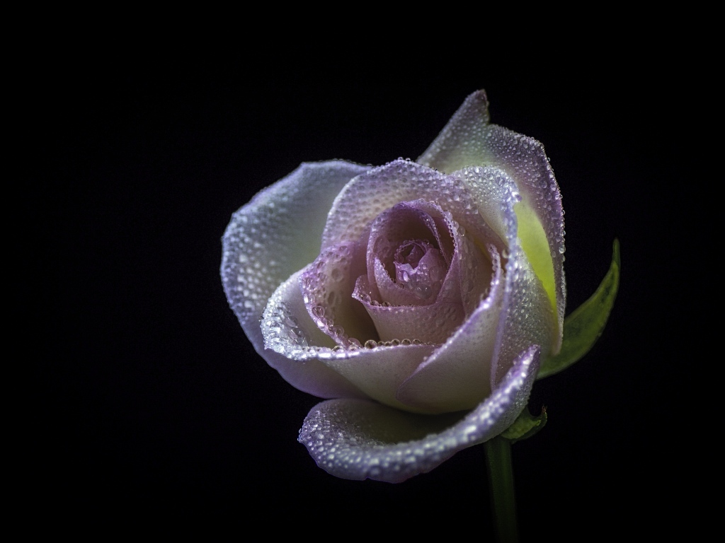 Розовый цветок розы в каплях  росы на черном фоне