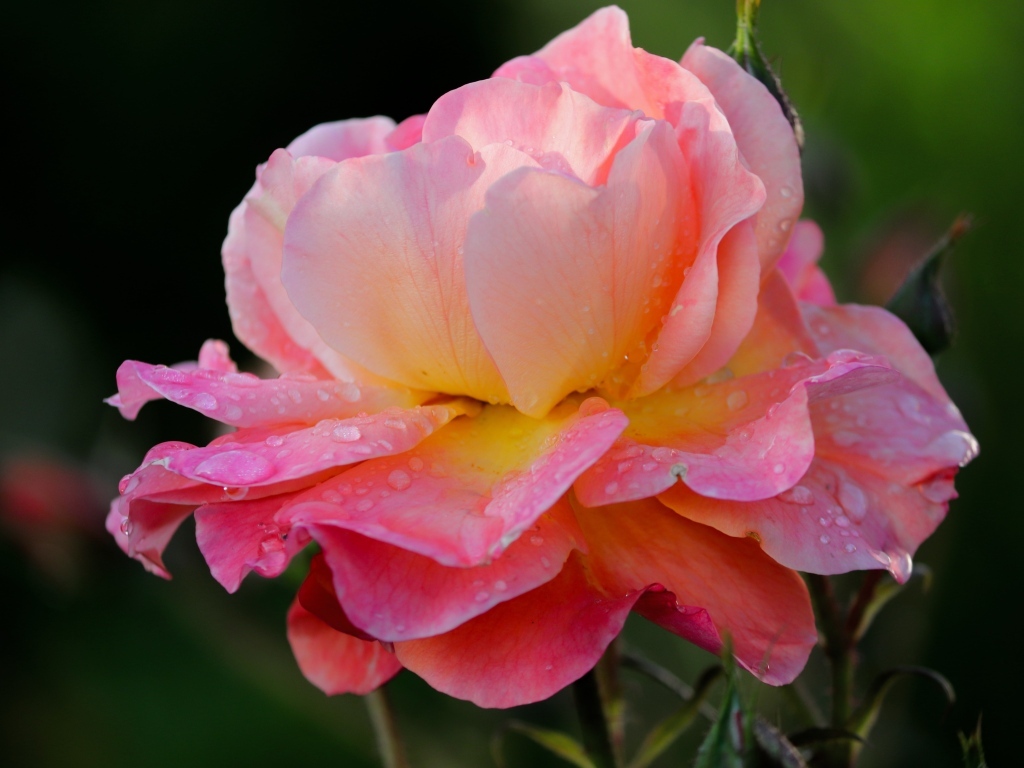 Розовый цветок розы с каплями росы на лепестках