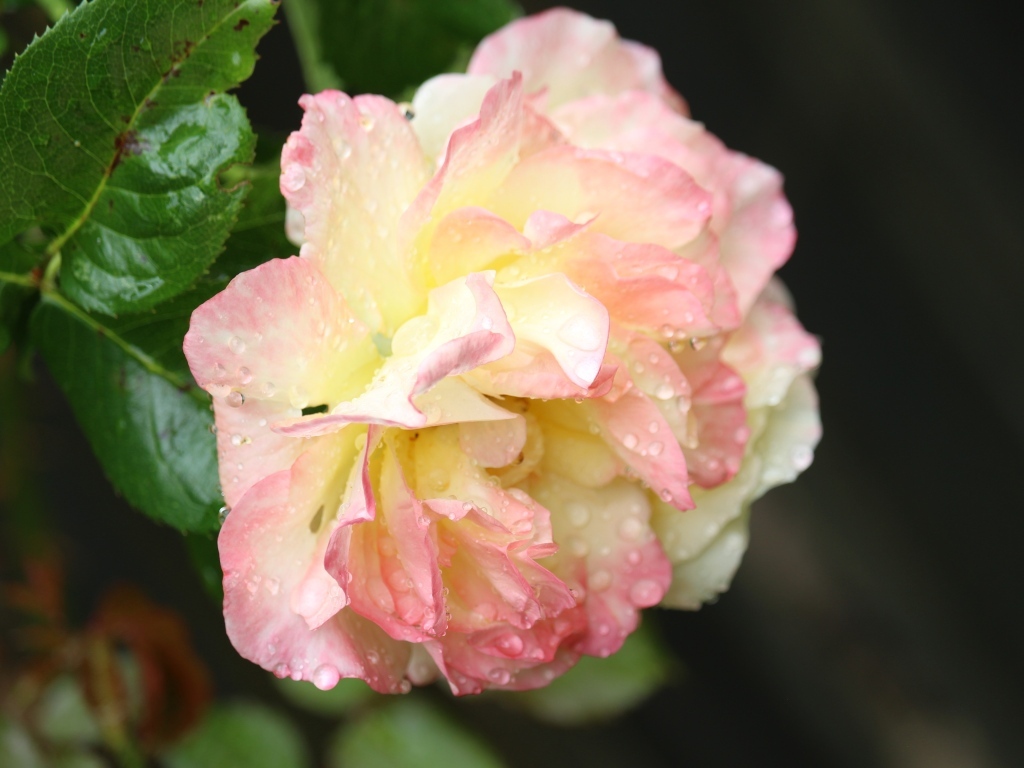 Розовая роза в каплях росы на клумбе